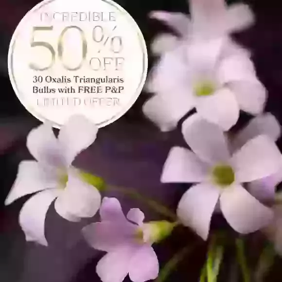 30 Triangularis Purpurea Half Price